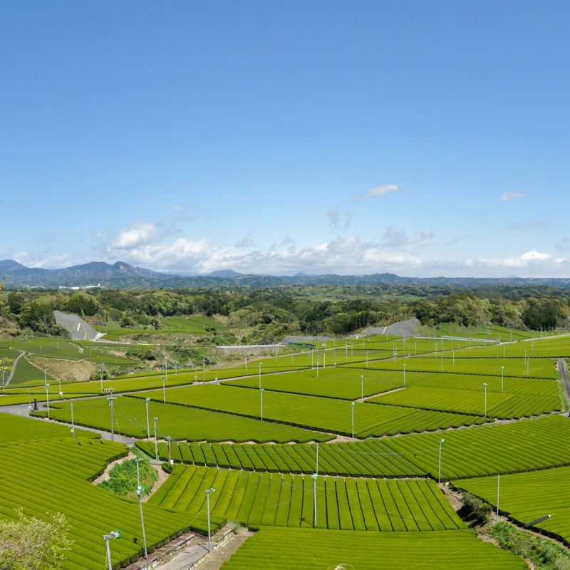 かねじょう 茶の庭 【ご贈答用新茶・化粧箱入り】 静岡・掛川深蒸し茶 100g缶 1本