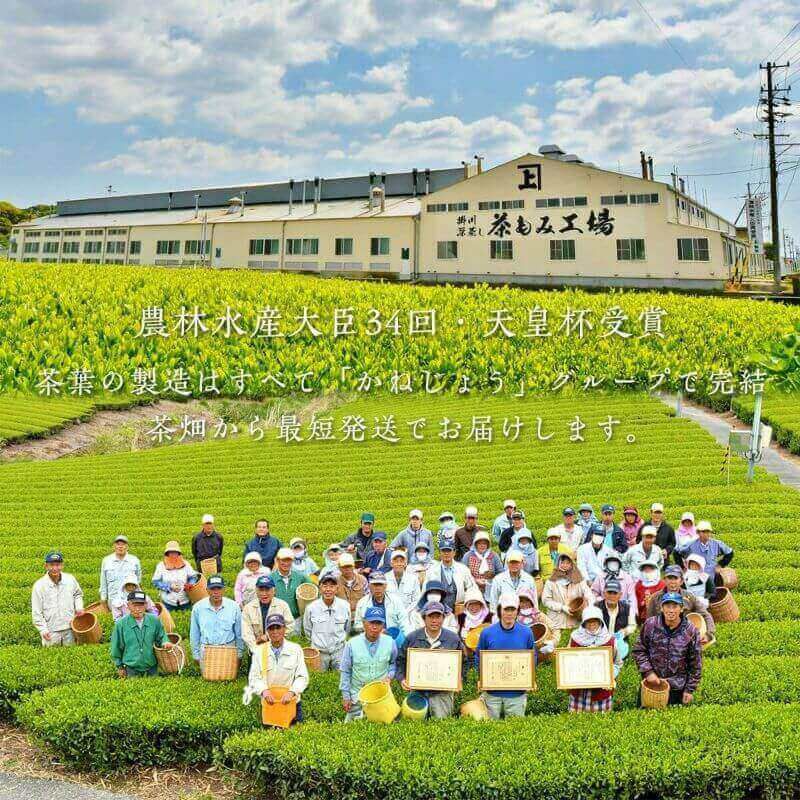 かねじょう 茶の庭 掛川紅茶 しかわせかほり ティーバッグ 10個入り