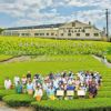 かねじょう 茶の庭 掛川紅茶 しかわせかほり ティーバッグ 10個入り