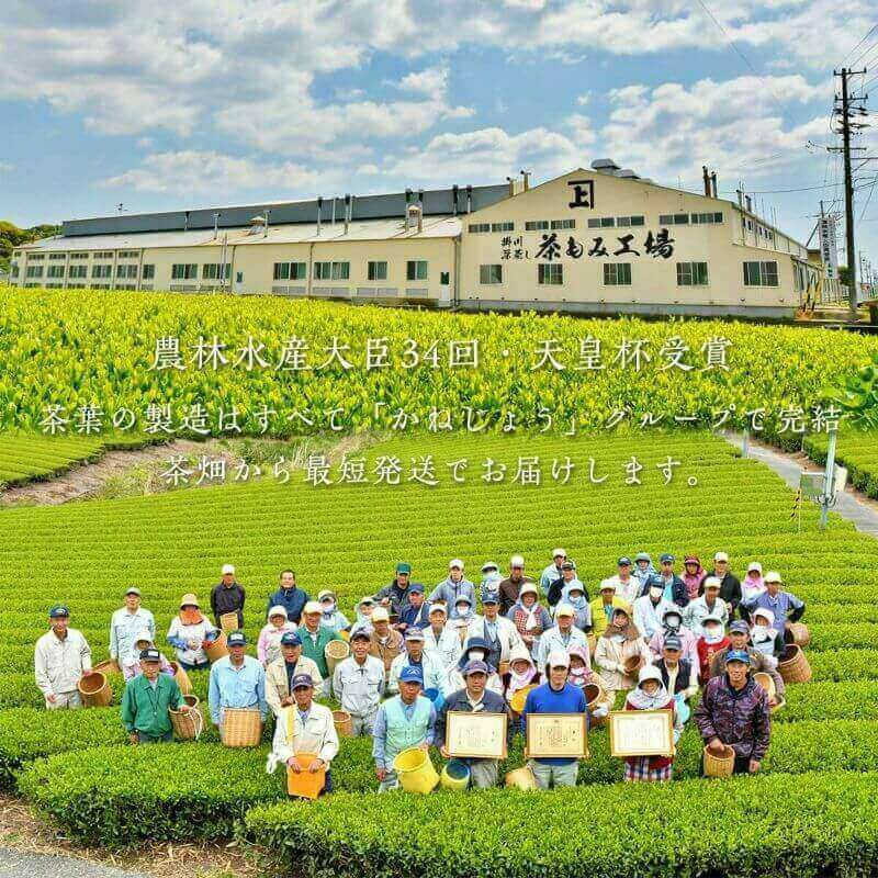 かねじょう 茶の庭 夏の深蒸し茶 100g袋 3袋化粧箱入り 静岡掛川茶