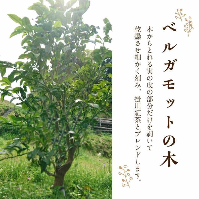 掛川産 アールグレイ ティーバッグ 一煎茶